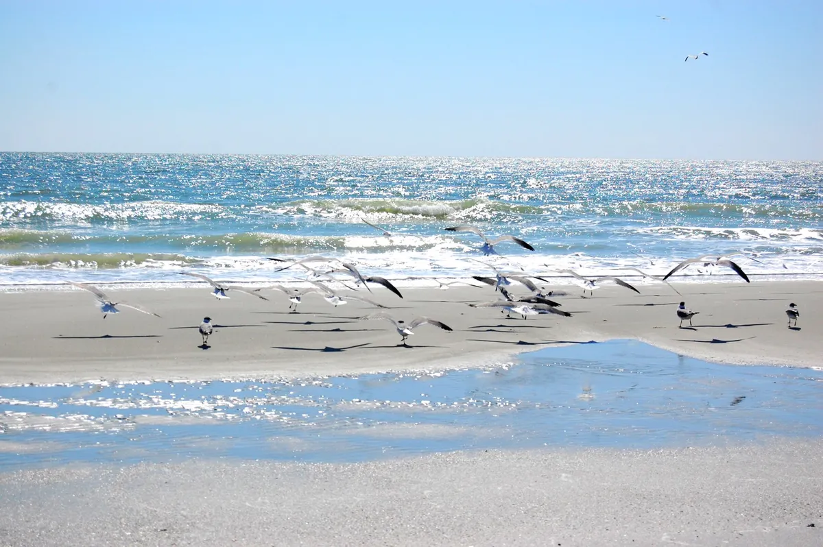 A peaceful beach scene featuring a flock of birds along the shoreline, gentle waves, and a reflective water surface. The setting feels tranquil and invites thoughts of quiet walks and relaxation by the ocean.